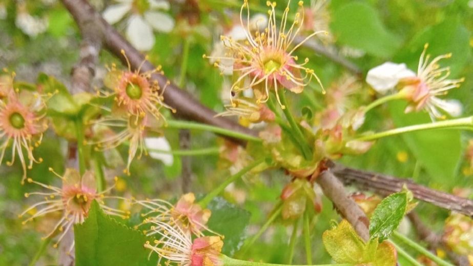 Садоводів Дніпропетровщини попереджають про можливі спалахи хвороб у плодових дерев