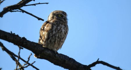 На Дніпропетровщині помітили незвичайного сича: чим він особливий (ФОТО)