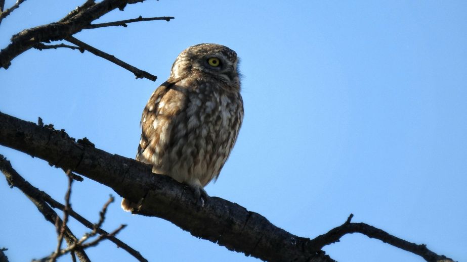 На Дніпропетровщині помітили незвичайного сича: чим він особливий (ФОТО)