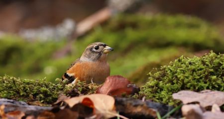 На Дніпропетровщині помітили яскраву співочу пташку (ФОТО)