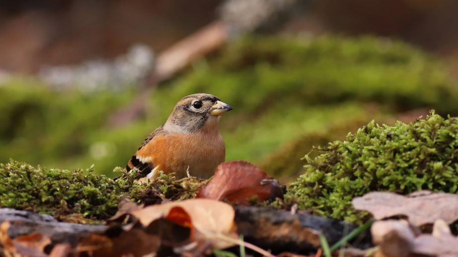 На Дніпропетровщині помітили яскраву співочу пташку (ФОТО)