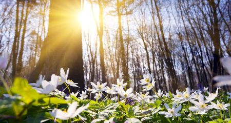 Ясно и тепло: какой будет погода в Днепре и области 13 марта