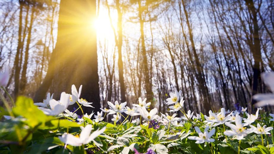 Ясно і тепло: якою буде погода у Дніпрі та області 13 березня