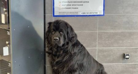 Після скандалу з собакою в АТБ мережа запостила фото песиків в магазинах і анонсувала оновлення протоколів (ФОТО)