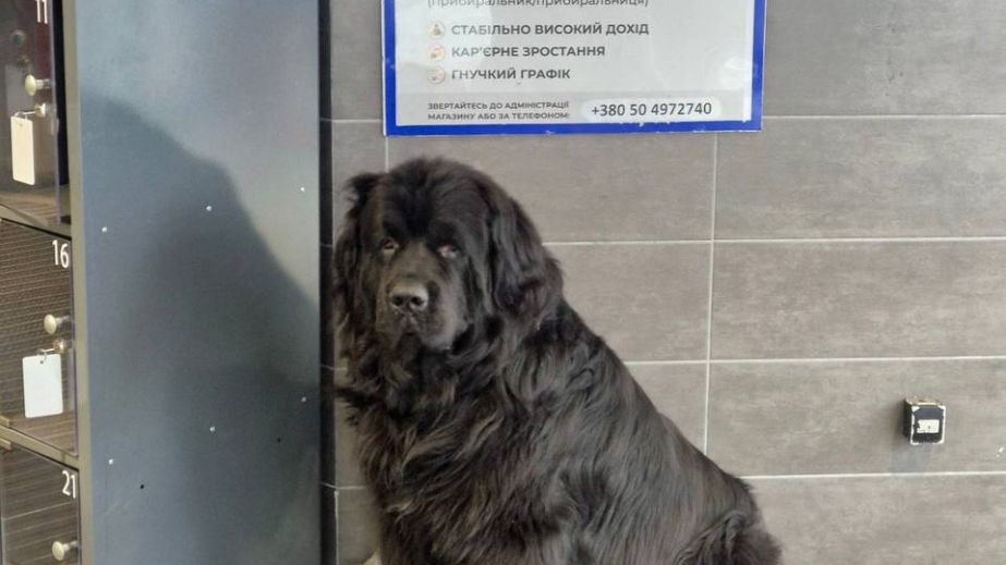 Після скандалу з собакою в АТБ мережа запостила фото песиків в магазинах і анонсувала оновлення протоколів (ФОТО)