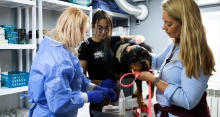 Допомогли Нідерланди та Бельгія: У Дніпрі відкрито госпіталь для тварин, які постраждали від війни