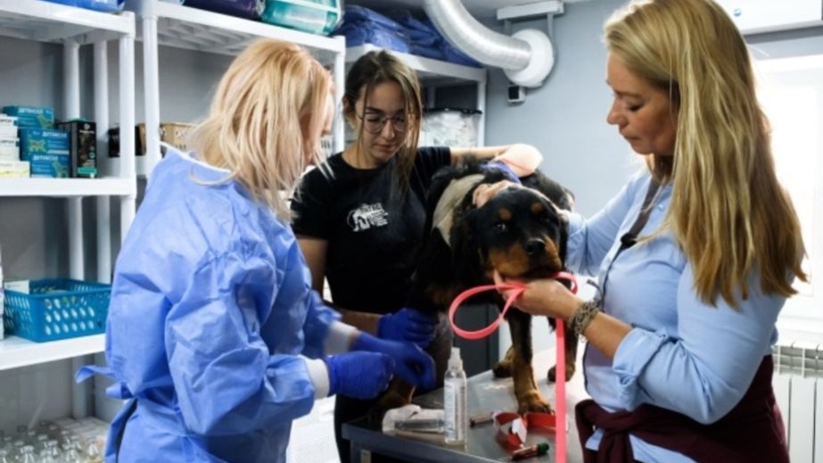 Помогли Нидерланды и Бельгия: В Днепре открыт госпиталь для животных, пострадавших от войны