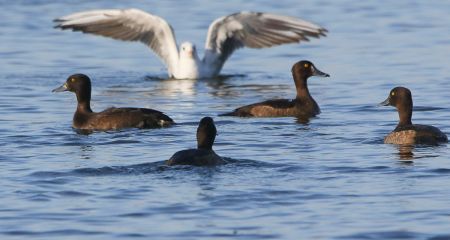 Вхід лише для пернат...