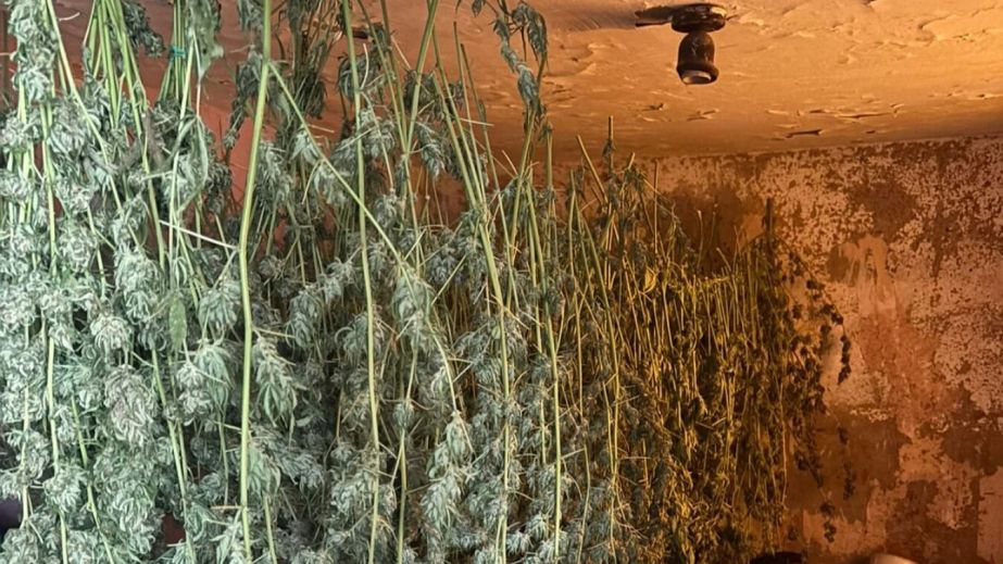 На Дніпропетровщині у наркоаграрія вилучили конопель на 2 мільйони гривень (ФОТО)