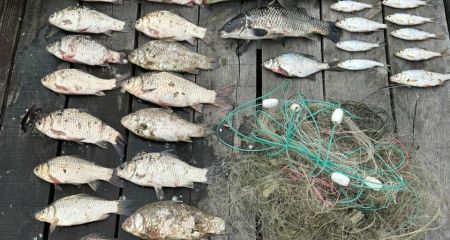 Более 120 000 гривен убытков: на Днепропетровщине браконьеры массово рыбачили сетками (ФОТО)
