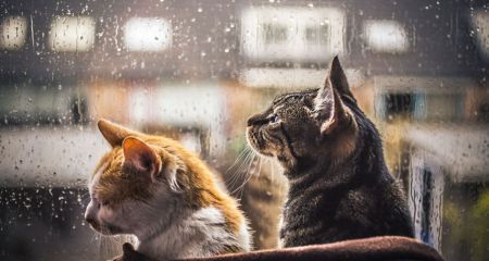 Невеликий дощ: якою буде погода у Дніпрі та області 1 квітня