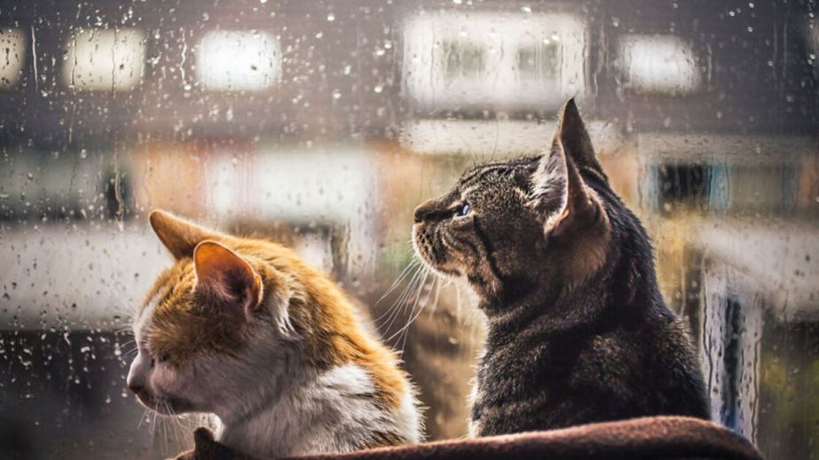 Невеликий дощ: якою буде погода у Дніпрі та області 1 квітня