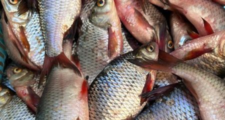Рыбалка с промышленной лодки более чем на 600 000 гривен: на Днепровском водохранилище задержали браконьеров (ФОТО)