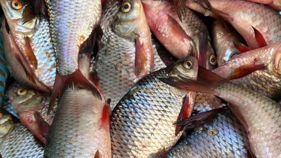 Риболовля з промислового човна на понад 600 000 гривень: на Дніпровському водосховищі затримали браконьєрів (ФОТО)