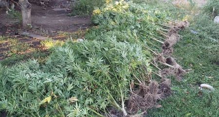 "Урожай" собирала полиция: в Криворожском районе мужчина обустроил наркоплантацию в собственном дворе (ФОТО)