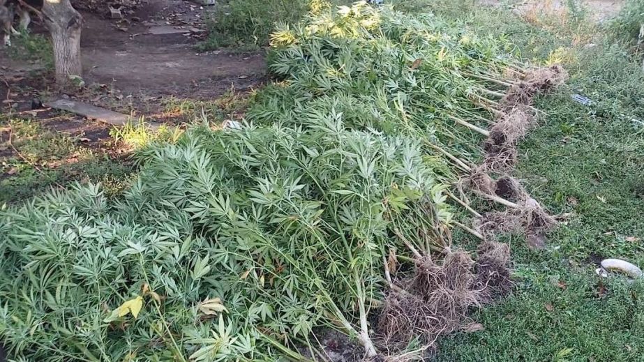 "Врожай" збирала поліція: у Криворізькому районі чоловік облаштував наркоплантацію на власному подвірʼї (ФОТО)