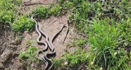 Пік активності змій у Дніпрі: як бути, якщо зустрів плазуна