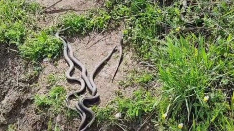 Пик активности змей в Днепре: как быть, если встретил пресмыкающееся