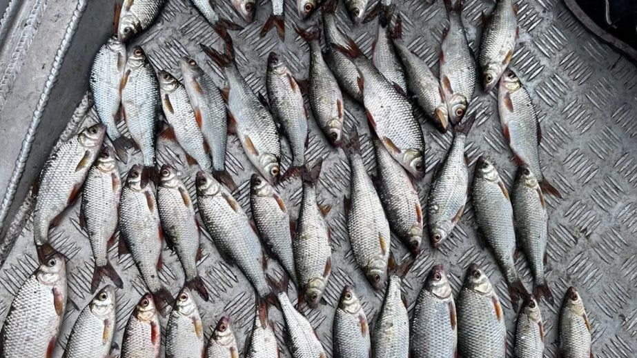 Трое браконьеров на Днепропетровщине наловили рыбы почти на 133 000 гривен