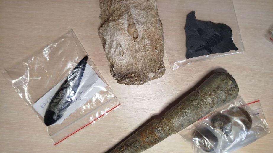 Історичному музею Дніпра передали унікальну палеонтологічну колекцію (ФОТО)