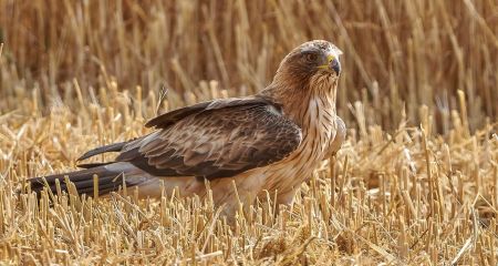 На Дніпропетровщині фотографи зафіксували рідкісного орла-карлика малого (ФОТО)