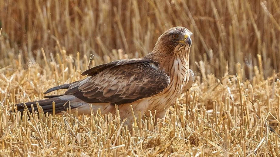 На Дніпропетровщині фотографи зафіксували рідкісного орла-карлика малого (ФОТО)