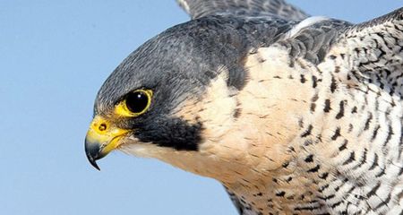 Перната ППО: у Нікополі сокіл збив ворожий дрон і отримав поранення (ФОТО)