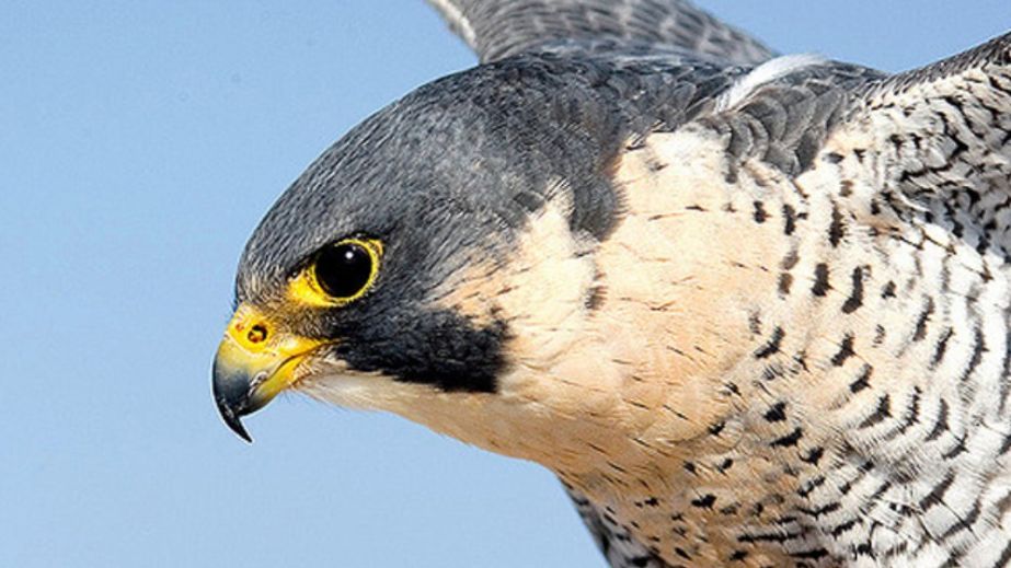 Пернатая ПВО: в Никополе сокол сбил вражеский дрон и получил ранение (ФОТО)