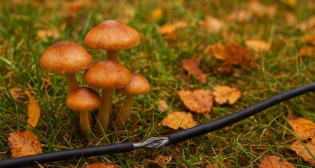 На Криворожье двух человек ударило током во время сбора грибов