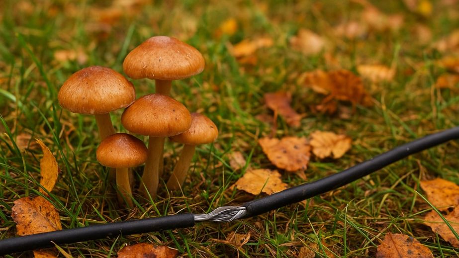 На Криворожье двух человек ударило током во время сбора грибов