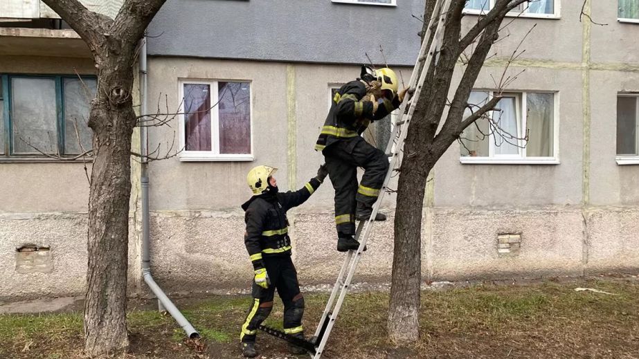 В Павлограде спасатели сняли кота с дерева (ФОТО)