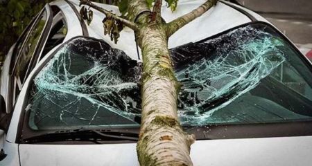 У Дніпрі величезна гілка впала на автомобіль (ФОТО, ВІДЕО)