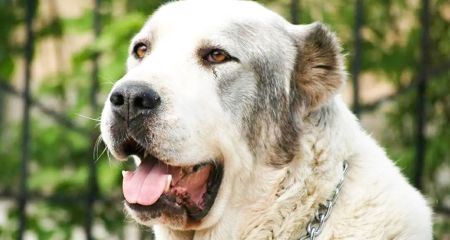 В Днепропетровской области осудили владелицу алабая, который сильно покусал пенсионерку