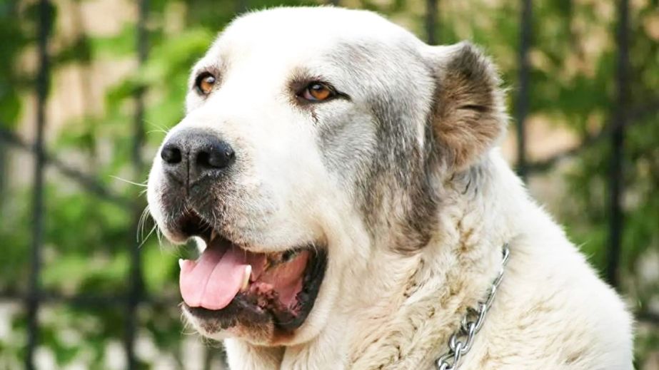 На Дніпропетровщині засудили власницю алабая, який сильно покусав пенсіонерку