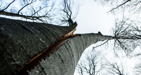 Большая сухая ветка упала пенсионерке на голову в Днепре (ВИДЕО)