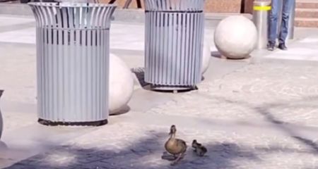 У соцмережах показали відео, як качка з пташенятами гуляла Кельнським бульваром Дніпра