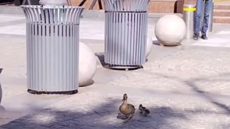 У соцмережах показали відео, як качка з пташенятами гуляла Кельнським бульваром Дніпра