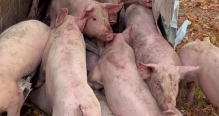 В Кривом Роге перекинулась фура с поросятами: животные пытались выбраться из грузовика (ВИДЕО)