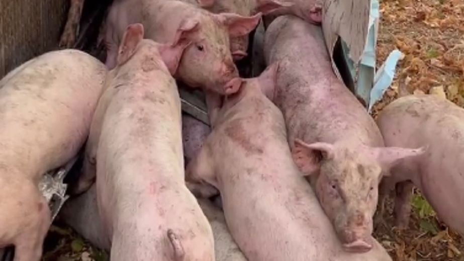 В Кривом Роге перекинулась фура с поросятами: животные пытались выбраться из грузовика (ВИДЕО)