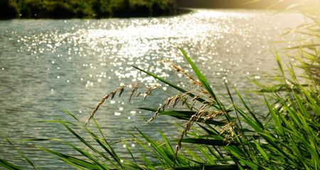 На Криворожье в водоеме обнаружили бактерии, которые могут вызвать острое кишечное расстройство