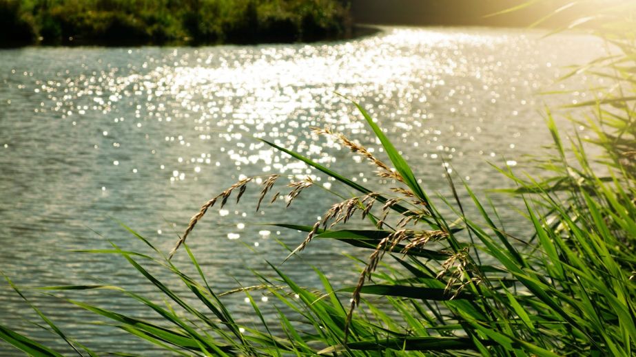 На Криворожье в водоеме обнаружили бактерии, которые могут вызвать острое кишечное расстройство