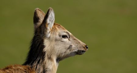 На Днепропетровщине спасли детеныша косули, которого сбил автомобиль