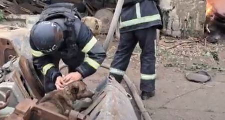 Як рятувальники у Нікополі під час гасіння пожежі на підприємстві пімсля обстрілу врятували собаку (ВІДЕО)