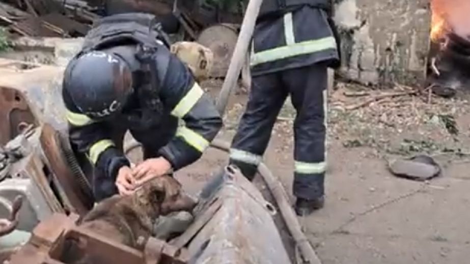 Як рятувальники у Нікополі під час гасіння пожежі на підприємстві пімсля обстрілу врятували собаку (ВІДЕО)