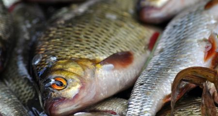 За вересень рибпатруль Дніпропетровщини викрив порушень на 770 тисяч гривень збитків