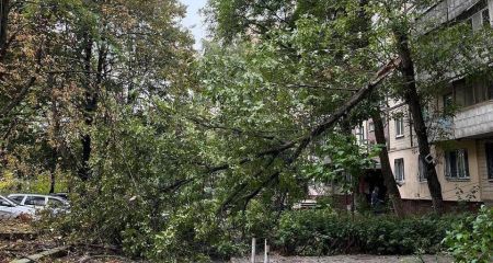 В Днепре огромная ветка упала на тротуар