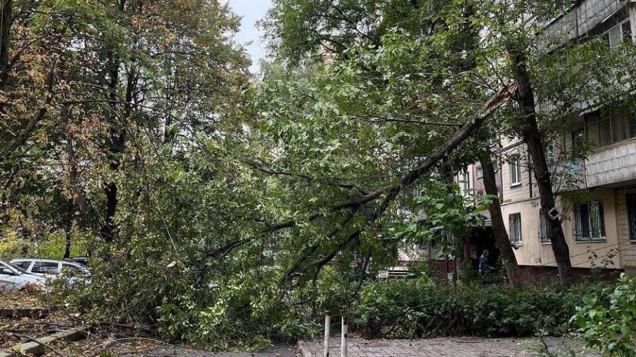 В Днепре огромная ветка упала на тротуар