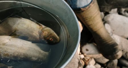 На Днепропетровщине вводят запрет ловли рыбы на зимовальных ямах