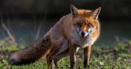Вблизи популярного места отдыха в Днепре замечена лиса