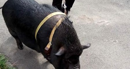 У Дніпрі вигулювали кабанчика на повідку (ВІДЕО)
